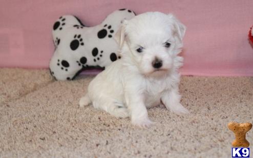 Maltese dog