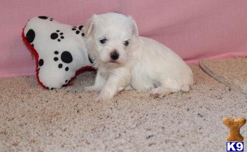 Maltese dog