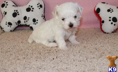 Maltese dog