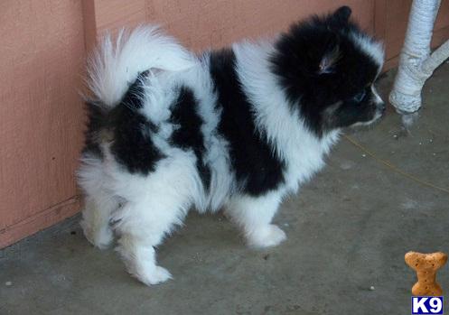 Pomeranian