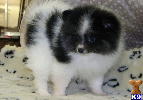 Pomeranian