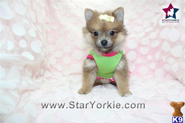 teacup pomeranian for sale los angeles pomeranian puppy for sale teacup pomeranian puppy in los angeles 5 years teacup pomeranian for sale los angeles pomeranian puppy for sale teacup pomeranian puppy in los angeles 5 years