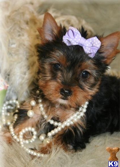 Yorkshire Terrier