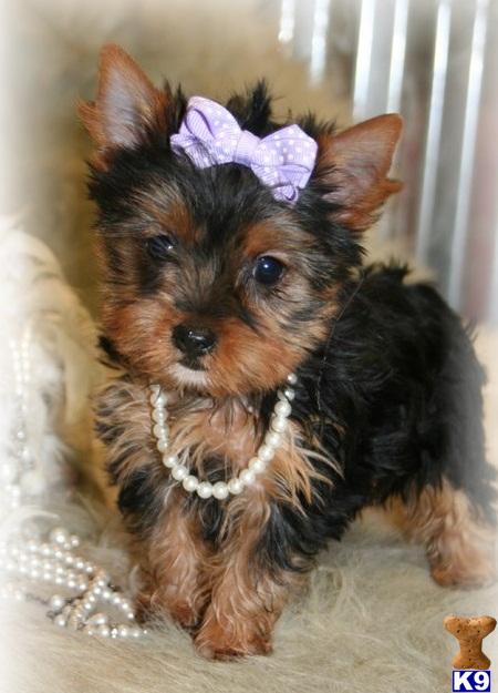 Yorkshire Terrier