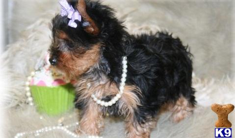 Yorkshire Terrier