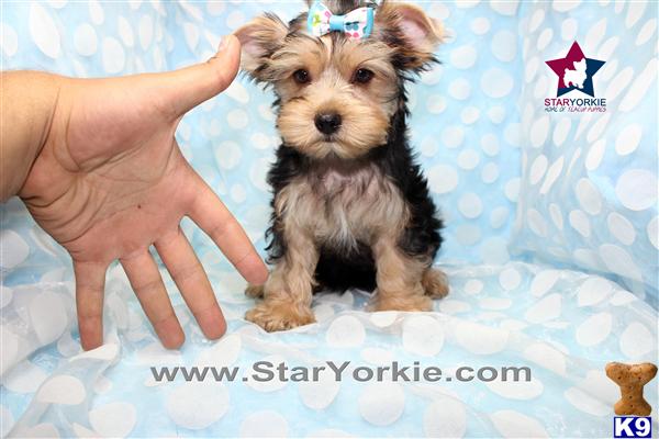 tom brady yorkie terrier puppy for sale tom brady yorkie puppy in los angeles 5 years tom brady yorkie terrier puppy for sale tom brady yorkie puppy in los angeles 5 years