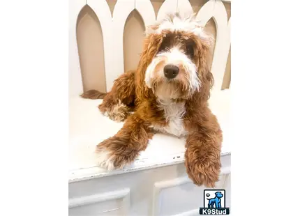 Goldendoodles stud dog: a goldendoodles dog sitting on a chair