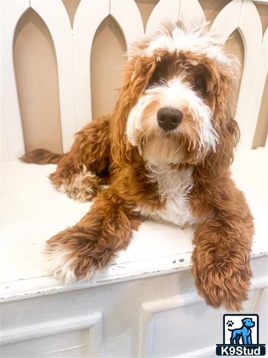 a goldendoodles dog sitting on a chair