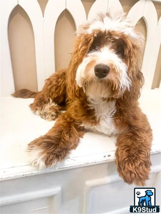 Goldendoodles stud dog: a goldendoodles dog sitting on a chair