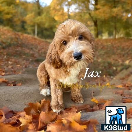 a goldendoodles dog standing on a path with leaves on the ground