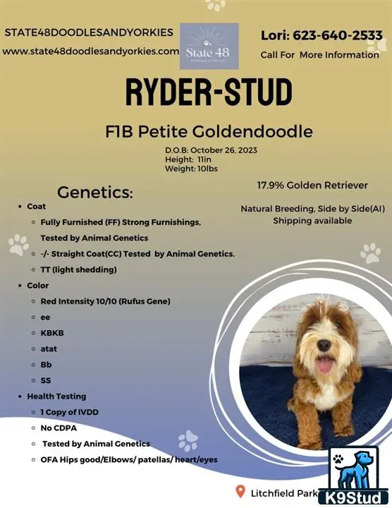 Goldendoodles stud dog: graphical user interface, application