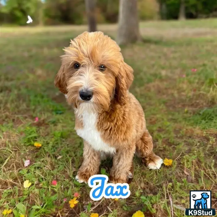 Goldendoodles stud dog: a goldendoodles puppy running in a grassy area
