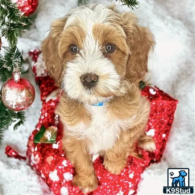 Goldendoodles stud dog: a goldendoodles dog sitting on a blanket