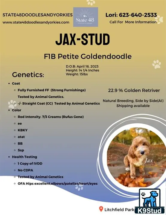 Goldendoodles stud dog: graphical user interface