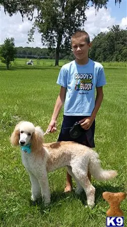 Goldendoodles stud dog