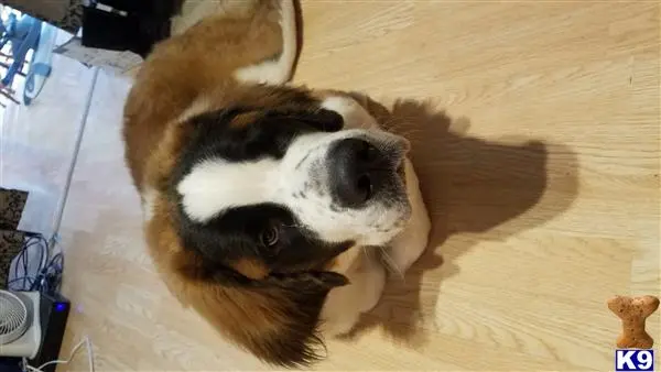 Saint Bernard stud dog