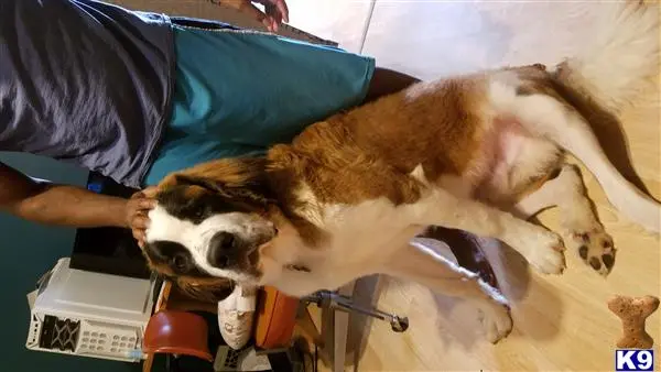 Saint Bernard stud dog