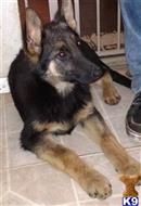 german shepherd puppy posted by steel_city_shepherds