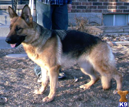 German Shepherd dog