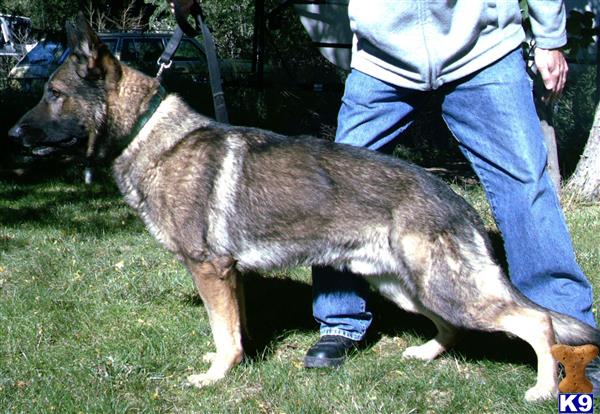 German Shepherd