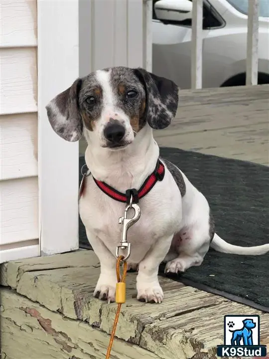 Dachshund stud dog