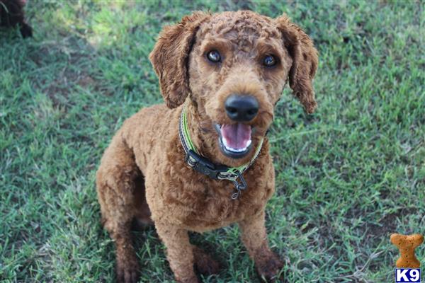 a poodle dog sitting in the grass