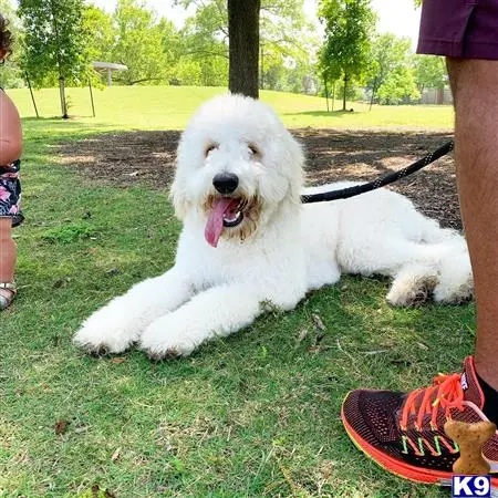 Goldendoodles stud dog