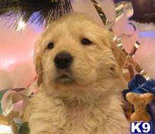 golden retriever puppy posted by steffbrege