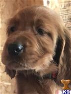 irish setter puppy posted by steffbrege