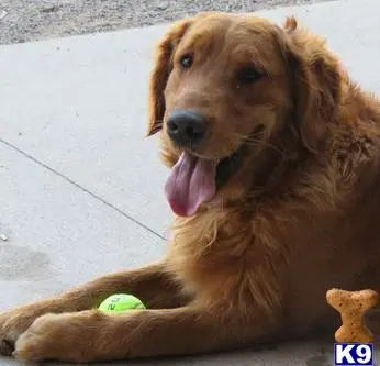 Golden Retriever stud dog