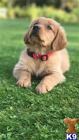 Golden Retriever puppy for sale