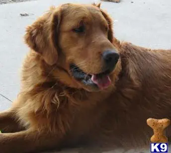 Golden Retriever stud dog