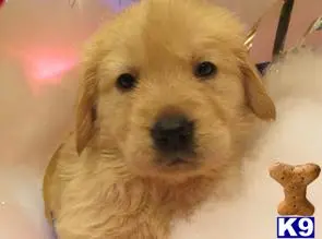 Golden Retriever puppy for sale