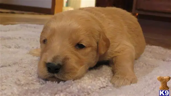 Golden Retriever puppy for sale