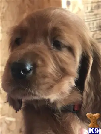 Irish Setter puppy for sale