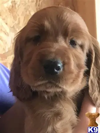 Irish Setter puppy for sale