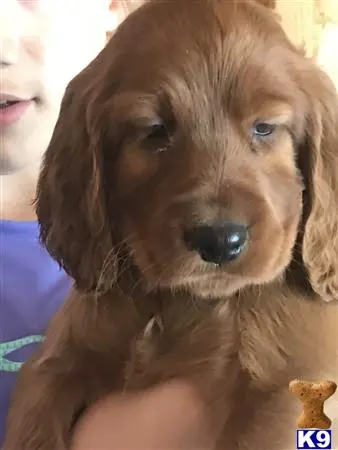 Irish Setter puppy for sale