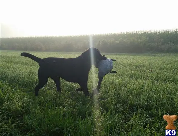 Labrador Retriever stud dog