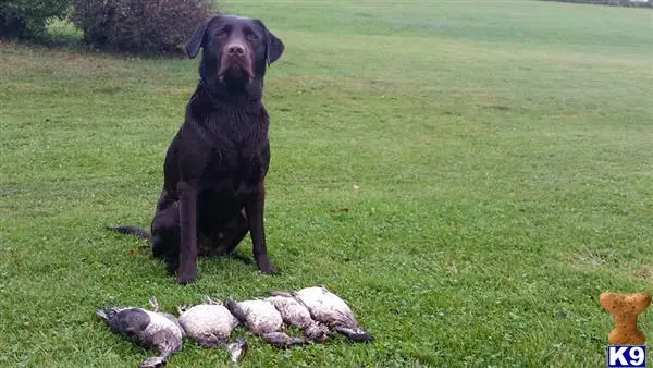 Labrador Retriever stud dog