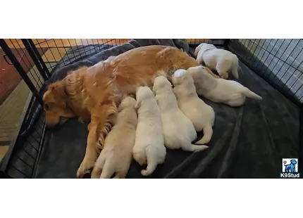 a group of golden retriever puppies in a cage