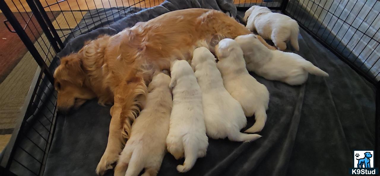 a group of golden retriever puppies in a cage