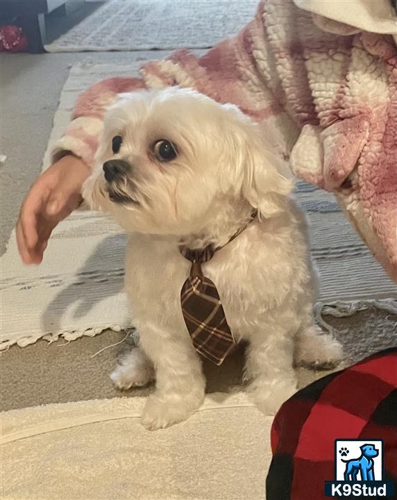 a maltese dog wearing a tie