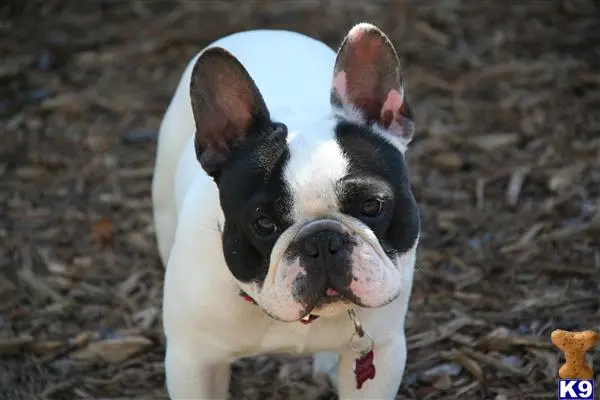 French Bulldog stud dog