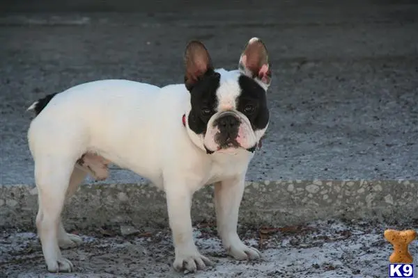 French Bulldog stud dog