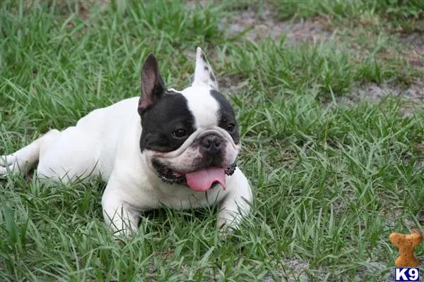 French Bulldog stud dog