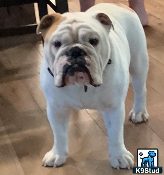 a english bulldog dog standing on a tile floor