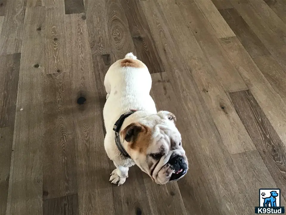 English Bulldog stud dog: a english bulldog dog lying on a wood floor