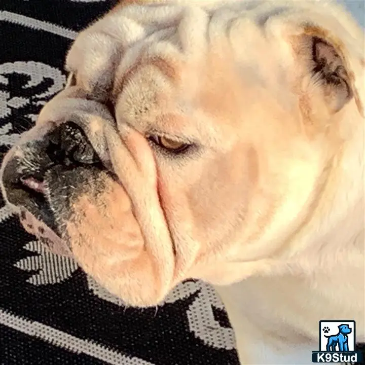 English Bulldog stud dog: a english bulldog dog with its eyes closed