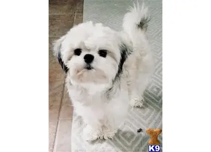 Shih Tzu female dog: Fluffy white Shih Tzu standing on a patterned rug