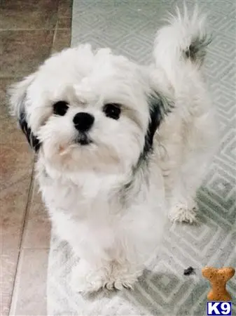 Shih Tzu female dog: Fluffy white Shih Tzu standing on a patterned rug